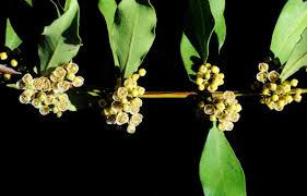 Image result for Euclea