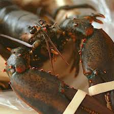 All size lobsters are on sale now! Order Live Maine Lobsters Online Fresh Lobsters For Sale