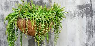 Gracias por ver este tutorial de decoración con plantas colgantes 2021/2022, me gustaria poder llegar a más personas y por eso estaria genial si me ayudaras a compartir estas ideas en tus redes sociales para que nos pueda ver más gente que necesite ver más ideas de manualidades. Decoracion Con Plantas Colgantes Dossier De Arquitectura