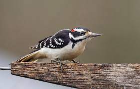 Maybe you would like to learn more about one of these? Get To Know These 20 Common Birds Audubon
