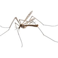 Daddy long legs with wings. Crane Flies Facts Identification Control Prevention