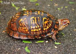 Female turtles come to the shore to lay their eggs, where they do it by digging a hole in a suitable place. Eastern Box Turtle State Of Tennessee Wildlife Resources Agency
