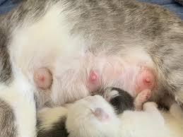 Do Male Cats Have Nipples