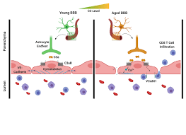 Listen to blut hirn schranke by blut hirn schranke on deezer. Alterndes Gehirn Teil Der Angeborenen Immunabwehr Reguliert Blut Hirn Schranke Innovations Report