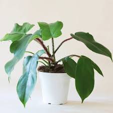 Image result for Filodendron Philodendron