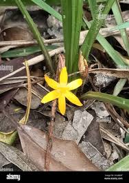 Image result for Curculigo