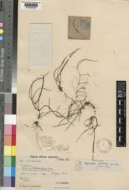 Image result for Zostera capensis