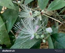 Image result for Capparaceae