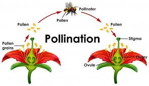 Download Diagram Showing Pollination With Flower And Bee For Free Pollination White Lily Flower Bee