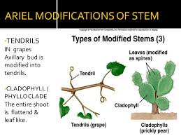 Underground modifications of the stem many plants produce underground stems for perennation and food storage. Root Stem Morphology