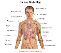 11 unusual internal body parts chart