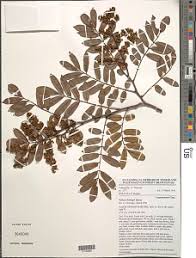 Image result for Dialium englerianum