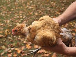 For the love of backyard chickens. Chicken Molting What To Expect Hgtv