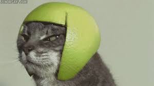 And At Some Point You Ll Probably Buy A Hat Funny Cat Videos Crazy Cat Gif Cat Animation