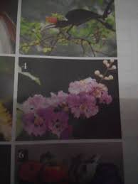 Sejak kedatangan penjajah di indonesia, aktivitas penelitian fosil di indonesia sudah berjalan. Apa Nama Bunga Ini Dan Ciri Cirinya Brainly Co Id