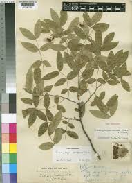 Image result for Brachystegia manga