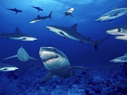 Raspunsul este da, exista rechini in marea neagra, de fapt traieste o singura specie de rechin in marea neagra, al carei nume este caine de mare (spiny dogfish, denumirea latineasca squalus acanthias ). Arealul Rechinilor Animalepreferate