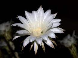 We did not find results for: See The Flowers That Bloom All At Once One Night A Year Travel Smithsonian Magazine