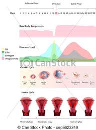 Ovulation Chart