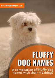 Who dropped this marshmallow on the ground?! 90 Fluffy Dog Names Cool Hairy Dog Names For Super Furballs