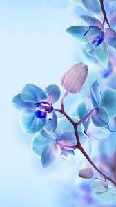 29 Trendy Wallpaper Android Flowers Blue In 2020 Orchid Wallpaper Spring Wallpaper Flower Wallpaper