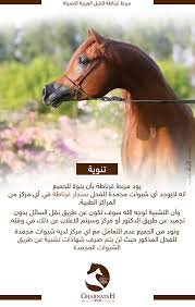 مربط غرناطه ينوه فيما يخص شبوات الفحل سنجار غرناطة Horse Breeds Beautiful Horses Horses