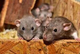 Rodent Problems and Infestations: How to Determine Severity - Madsen Pest  Management