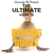 If you need some good company, fertilizer for the garden, fresh eggs to eat, natural pest control. Duck Pens Keeping Your Ducks Safe In The Backyard