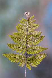 Image result for Aleuritopteris