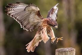 Hawks are attacking birds and they like to stay in isolation. What It Means To Be A Hawk Uhcl The Signal