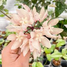 Image result for Quassia undulata