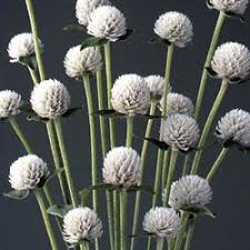Pin On Seeds