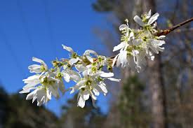 Maybe you would like to learn more about one of these? Georgia Native Plant Society Serviceberry Amelanchier Arborea Is Blooming Now One Of Six Species Native To Georgia This Beautiful White Flowering Tree Has A Bunch Of Other Common Names Juneberry Sarvisberry Shadbush