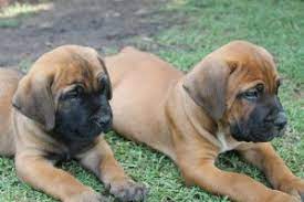 Boerboel puppies for sale port elizabeth, port elizabeth and nelson mandela bay r 3,500 black boerboelpuppiesavailableone female and two malesvet checked, dewormed and vaccinated ready to go to their new homesparents are registered and have. Registered Boerboels For Sale Secunda Free Classifieds In South Africa