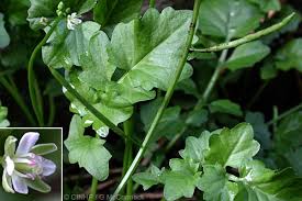 Image result for Rorippa nudiuscula