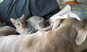 Charming pet rescue is named after our first rescue dog, charming. Want To Adopt A Pet Here Are 4 Fluffy Felines To Adopt Now In Chicago Cbs Chicago