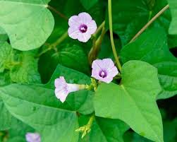 Image result for Ipomoea tenuirostris
