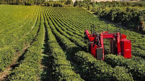 The Impact of Technology on Coffee Production and Consumption