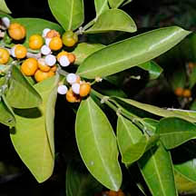 Image result for Suregada