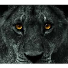 The Black Lioness Black Lion Black And White Lion Lion Eyes