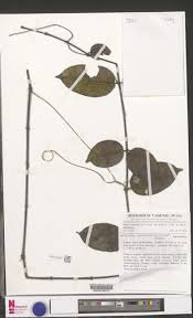 Image result for Landolphia ligustrifolia
