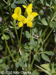 Image result for Lotus corniculatus