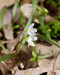 Image result for Montiaceae