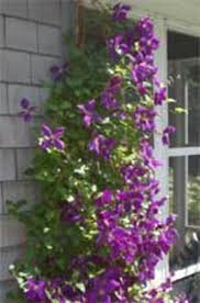 Maybe you would like to learn more about one of these? Pruning Clematis In Early Spring Horticulture