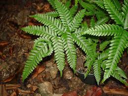 Image result for Pteris friesii