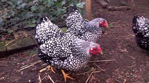 Blue laced and buff laced. Silver Laced Blue Laced Silver Wyandotte Bantams 2012 Youtube