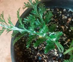 Image result for Asplenium rutifolium