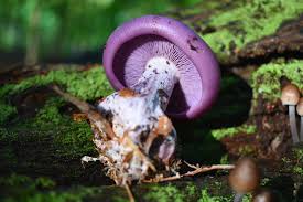 Image result for Ganoderma curtisii
