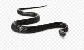 Download free snake png images. Real Snake Clipart Transparent Black Snake Png Free Transparent Png Images Pngaaa Com