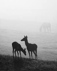 Black And White Pictures Of Whitetail Deer Photography Black And White Deer Fog Nature Whitetail Silhouettes 8 X 10 Animals Black And White Deer Photography Black And White Landscape
